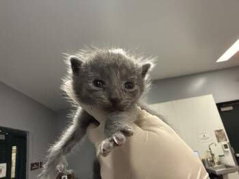 A1934266 -  Domestic Short Hair Cat for Adoption in Thousand Palms, California - A1934266 | PetCurious