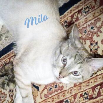 Milo #devotee-of-people -  Siamese Cat Available for Adoption in Houston, Texas - Milo #devotee-of-people | PetCurious