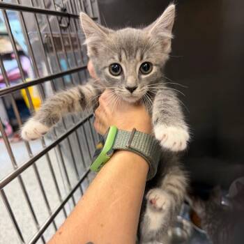 Hector -  Domestic Short Hair Cat for Adoption in Port Charlotte, Florida - Hector | PetCurious