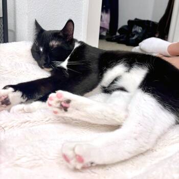 Domestic Short Hair Cats Available for Adoption in Austin, Texas - Angel | PetCurious