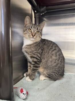 Rescue Domestic Short Hair Cats for Adoption in Willmar, Minnesota - Lock | PetCurious