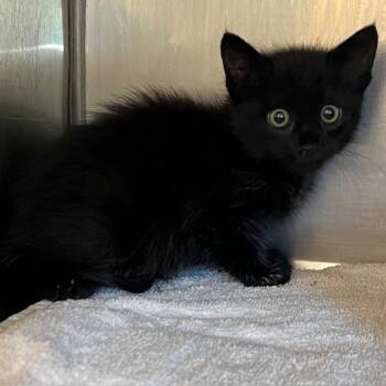 Edward -  Domestic Short Hair Cat for Adoption in Lake Panasoffkee, Florida - Edward | PetCurious