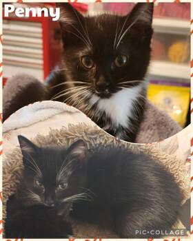 Penny -  Domestic Short Hair Cat for Adoption in Newberg, Oregon - Penny | PetCurious