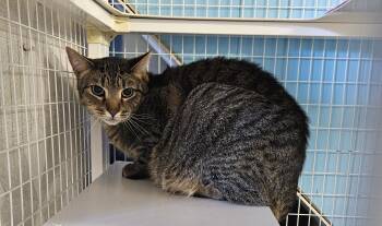 Domestic Short Hair Cats Available for Adoption in Claremont, New Hampshire - Lord Tubbington | PetCurious