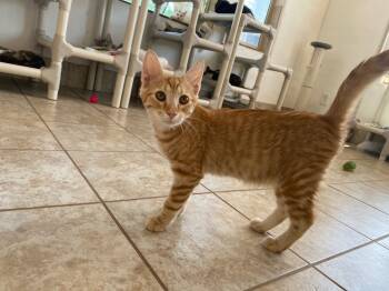 Rescue Domestic Short Hair Cats for Adoption in Grand Junction, Colorado - Stagg | PetCurious