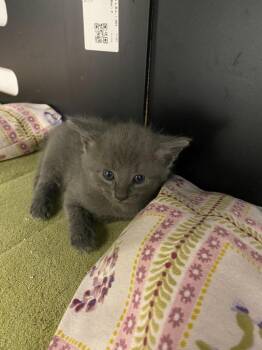 Domestic Short Hair Cats Available for Adoption in Portland, Indiana - (S) Cole | PetCurious