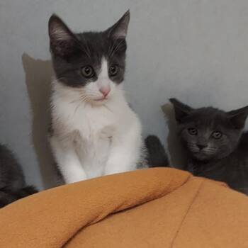 Oscar -  Domestic Short Hair Cat for Adoption in Dayton, Ohio - Oscar | PetCurious