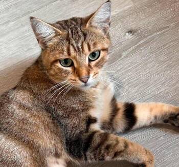 Myrtile is simply magic - BENGAL LOVER - Video -  Bengal Cat for Adoption in Bedford Hills, New York - Myrtile Is Simply Magic - BENGAL LOVER - Video | PetCurious
