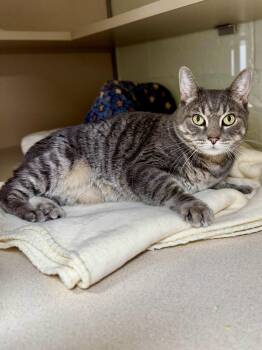 Patricia -  Domestic Short Hair Cat Available for Adoption in North Haven, Connecticut - Patricia | PetCurious