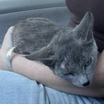 Felicity -  Domestic Short Hair Cat for Adoption in Goleta, California - Felicity | PetCurious