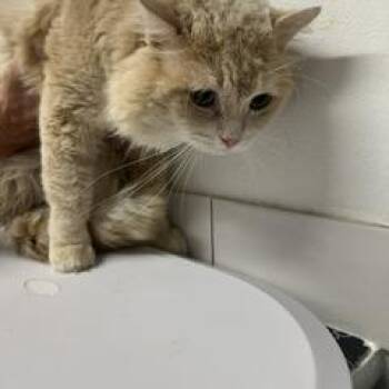 Bonnabelle Bubblegum -  Domestic Short Hair Cat for Adoption in St. Louis, Missouri - Bonnabelle Bubblegum | PetCurious