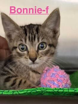 Bonnie 26 -  Tabby and Domestic Short Hair Cat for Adoption in Brookhaven, Mississippi - Bonnie 26 | PetCurious