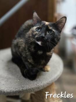 Domestic Short Hair Cats Available for Adoption in Chilliwack, British Columbia - Freckles | PetCurious