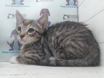 A599056 -  Domestic Short Hair Cat for Adoption in Orlando, Florida - A599056 | PetCurious