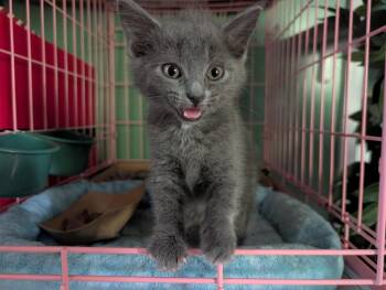Shadow -  Russian Blue Cat for Adoption in Herndon, Virginia - Shadow | PetCurious