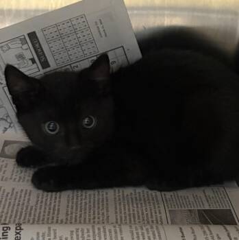 26-0407 "Eb" -  Domestic Short Hair Cat for Adoption in Leavenworth, Kansas - 26-0407 "Eb" | PetCurious