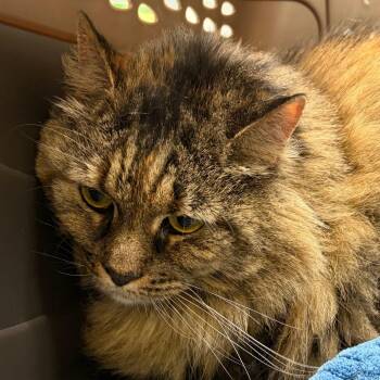 Domestic Short Hair Cats Available for Adoption - Hannah | PetCurious