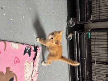 Rescue American Shorthair Cats for Adoption in Perry, Georgia - Hank | PetCurious