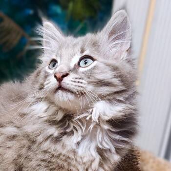 MISTER WARLOCK - FLUFFY LOVE BUG MAINE COON -  Maine Coon and Russian Blue Cat for Adoption in Oakwood, Georgia - MISTER WARLOCK - FLUFFY LOVE BUG MAINE COON | PetCurious