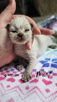 Weather Kittens:  Mist(y) -  Domestic Short Hair Cat for Adoption in Council Bluffs, Iowa - Weather Kittens:  Mist(y) | PetCurious