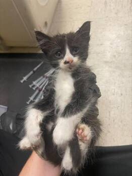 A378536 -  Domestic Long Hair Cat for Adoption in Stockton, California - A378536 | PetCurious