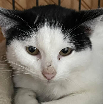 Rescue Domestic Short Hair Cats for Adoption in Rice Lake, Wisconsin - Spirit | PetCurious