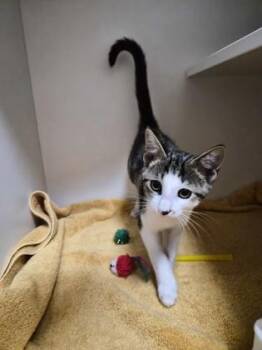 Gushers -  Domestic Short Hair Cat for Adoption in Savannah, Georgia - Gushers | PetCurious