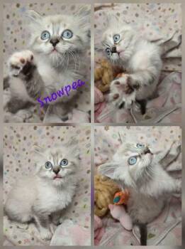 Snowpea -  Domestic Short Hair Cat for Adoption in Salinas, California - Snowpea | PetCurious