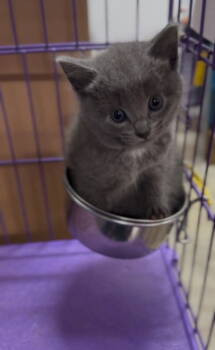 Rescue Domestic Medium Hair Cats for Adoption in Lovingston, Virginia - Birch | PetCurious