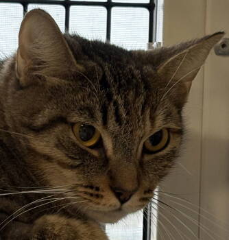 Rescue Domestic Short Hair and Torbie Cats for Adoption in Burlingame, California - Pediasure | PetCurious