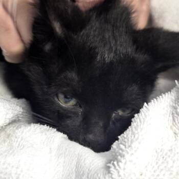 Dunn -  Domestic Short Hair Cat for Adoption in Newark, New Jersey - Dunn | PetCurious