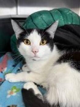 Domestic Short Hair Cats Available for Adoption in Manitowoc, Wisconsin - Mouse | PetCurious