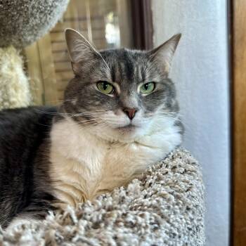 Rescue Domestic Short Hair Cats for Adoption in Santa Fe, New Mexico - Grey | PetCurious