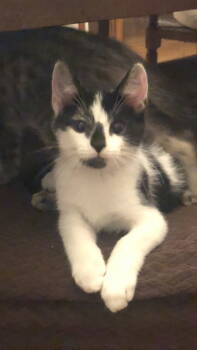 Rescue Domestic Short Hair Cats for Adoption in St. Helens, Oregon - 25-34 Squeek | PetCurious