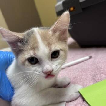 Pom Pom -  Domestic Short Hair Cat for Adoption in Merriam, Kansas - Pom Pom | PetCurious