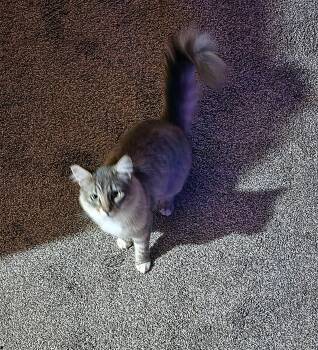 VICTORIA #2035 - Offered by Owner - Fluffy Teen -  Domestic Medium Hair and Tabby Cat for Adoption in Hillsboro, Oregon - VICTORIA #2035 - Offered By Owner - Fluffy Teen | PetCurious