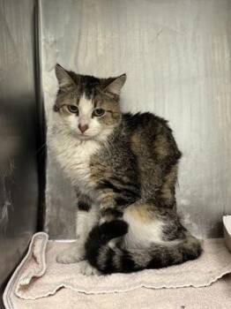 Domestic Medium Hair Cats Available for Adoption in El Paso, Texas - 60917818 | PetCurious