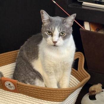 Leo -  Domestic Short Hair Cat for Adoption in Tampa, Florida - Leo | PetCurious