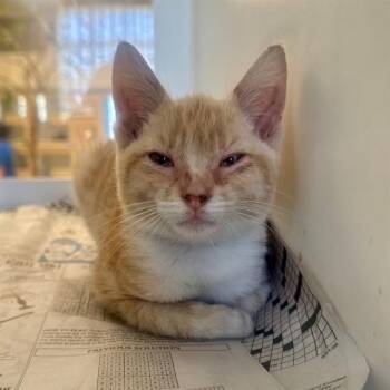 PICKLE -  Domestic Short Hair Cat for Adoption in Riverside, California - PICKLE | PetCurious