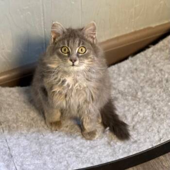 Domestic Long Hair Cats Available for Adoption - Wilder | PetCurious