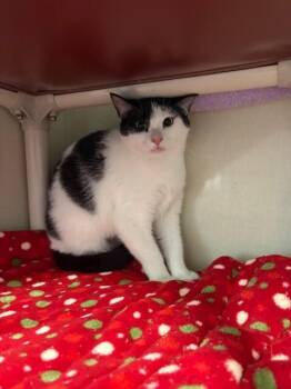 Domestic Short Hair Cats Available for Adoption in Fort Collins, Colorado - Beatrice | PetCurious