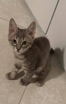 Stella -  Domestic Short Hair Cat for Adoption in Boynton Beach, Florida - Stella | PetCurious