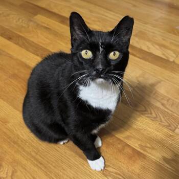 Nike, Goddess of Victory -  Domestic Short Hair Cat Available for Adoption in Alexandria, Virginia - Nike, Goddess Of Victory | PetCurious