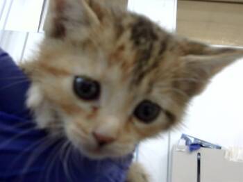 Rescue Domestic Short Hair Cats for Adoption in Dallas, Texas - NAMI | PetCurious