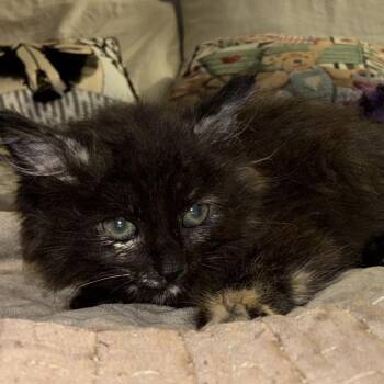 Clover* -  Domestic Medium Hair Cat for Adoption in San Gabriel, California - Clover* | PetCurious
