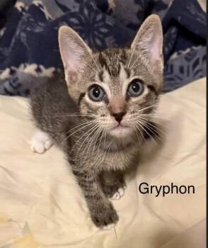 Domestic Short Hair Cats Available for Adoption in Safety Harbor, Florida - Gryphon | PetCurious