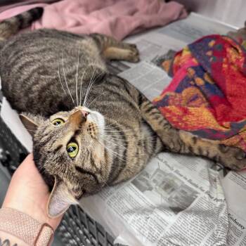 Domestic Short Hair Cats Available for Adoption in Pittsburgh, Pennsylvania - Cleopatra | PetCurious