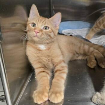 Creamcicle -  Domestic Short Hair Cat for Adoption in Spokane, Washington - Creamcicle | PetCurious