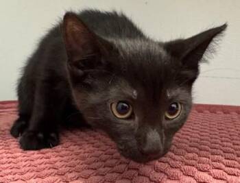 Paddington -  Domestic Short Hair Cat for Adoption in Erin, Ontario - Paddington | PetCurious