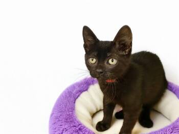 JAKE -  Domestic Short Hair Cat for Adoption in Fort Lauderdale, Florida - JAKE | PetCurious